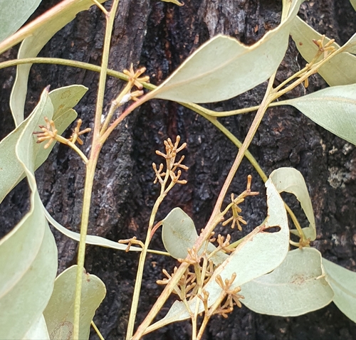 Eucalyptus crebra (Narrow-leaved Red Ironbark) (alternate view 5)