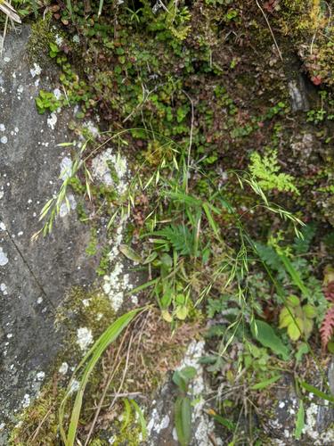 Lolium (Ryegrasses) (alternate view 4)