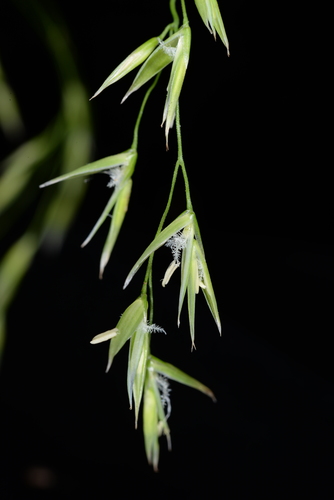 Lolium (Ryegrasses) (alternate view 5)