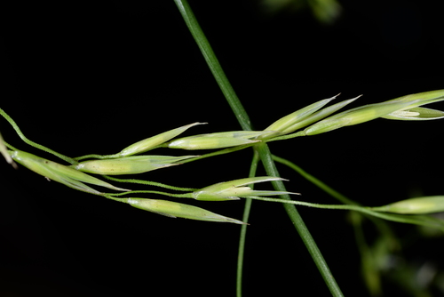 Lolium (Ryegrasses) (alternate view 6)