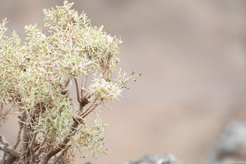 Spergularia (Sand-Spurries) (alternate view 12)