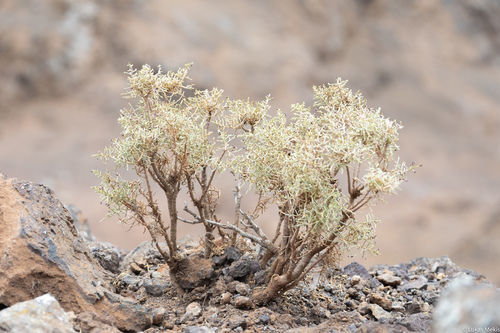 Spergularia (Sand-Spurries) (alternate view 10)