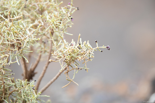 Spergularia (Sand-Spurries) (alternate view 9)