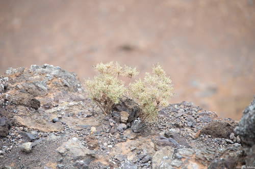 Spergularia (Sand-Spurries) (alternate view 11)
