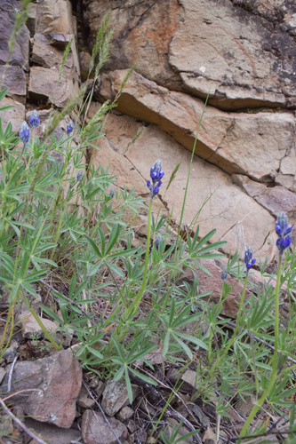 Lupinus bicolor (Miniature Lupine)