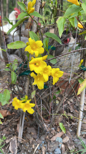 Gelsemium sempervirens (Carolina Jessamine)