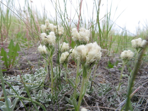 Antennaria parvifolia (small-leaf pussytoes) (alternate view 5)