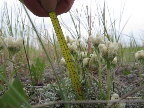 Antennaria parvifolia (small-leaf pussytoes) (alternate view 6)