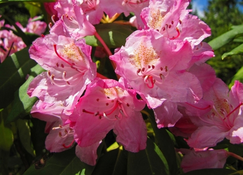 Rhododendron macrophyllum (Pacific Rhododendron) (alternate view 4)
