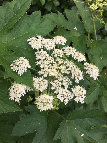 Heracleum maximum (cow-parsnip) (alternate view 3)