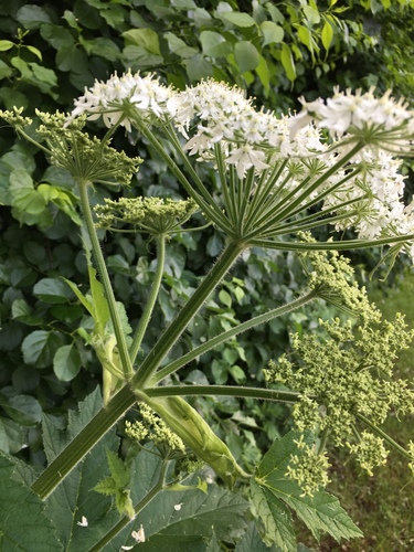 Heracleum maximum (cow-parsnip) (alternate view 4)