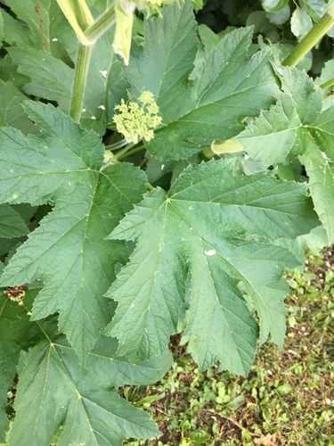 Heracleum maximum (cow-parsnip) (alternate view 5)