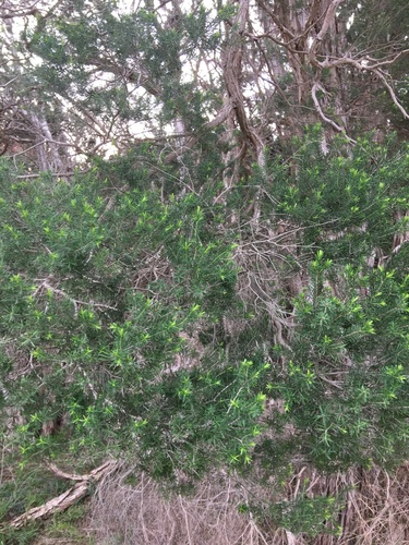 Melaleuca ericifolia (Swamp Paperbark) (alternate view 5)