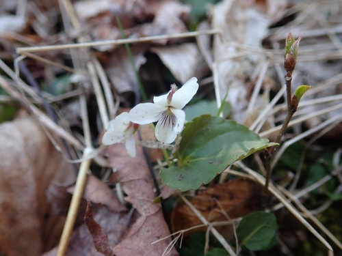 Viola blanda (sweet white violet) (alternate view 5)