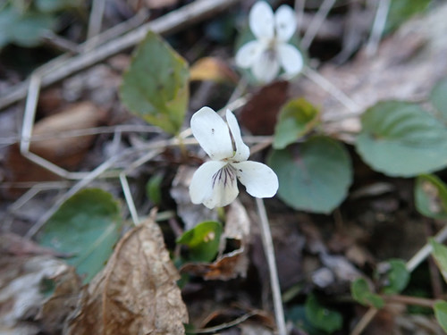 Viola blanda (sweet white violet) (alternate view 4)
