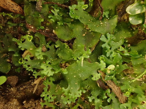 Apopellia endiviifolia (Endive Pellia)
