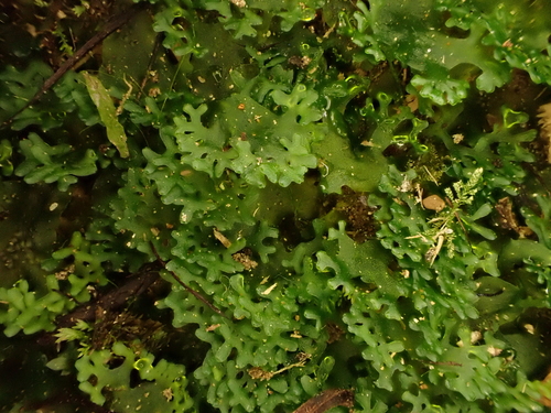 Apopellia endiviifolia (Endive Pellia)