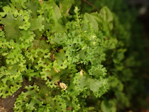 Apopellia endiviifolia (Endive Pellia)