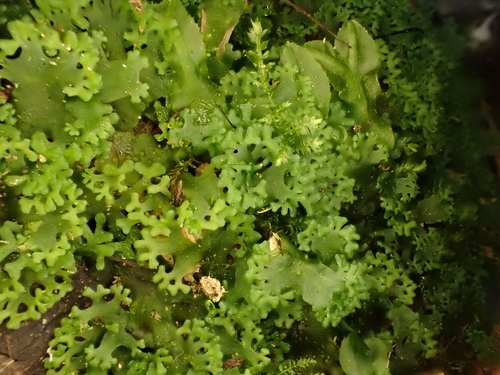 Apopellia endiviifolia (Endive Pellia)