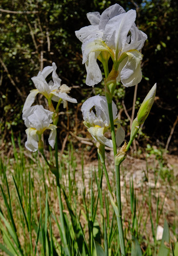 Iris florentina (Florentine iris)