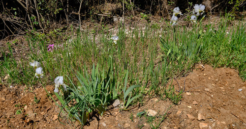 Iris florentina (Florentine iris) (alternate view 2)