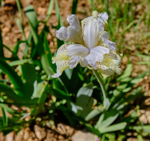 Iris florentina (Florentine iris) (alternate view 3)