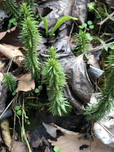 Huperzia lucidula (shining firmoss) (alternate view 5)