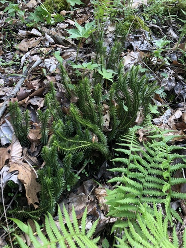 Huperzia lucidula (shining firmoss) (alternate view 4)