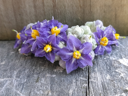 Solanum mauritianum (bugweed) (alternate view 8)