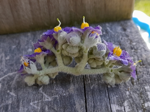 Solanum mauritianum (bugweed) (alternate view 9)
