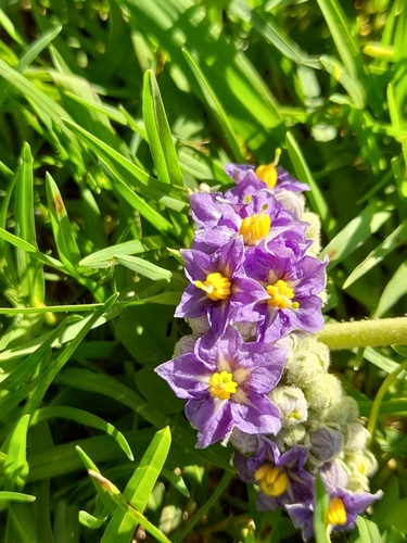 Solanum mauritianum (bugweed) (alternate view 10)
