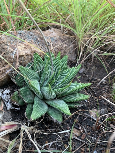 Haworthiopsis (Sixsided Haworthias) (alternate view 9)