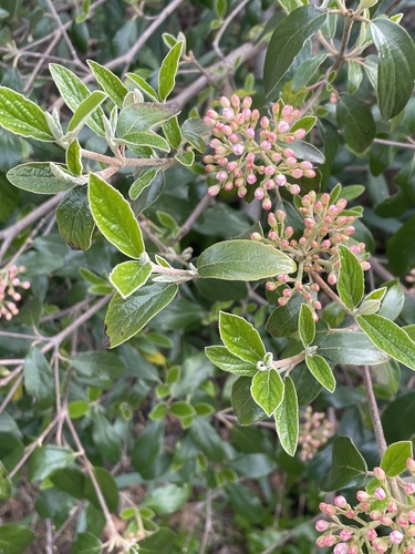 Viburnum × burkwoodii (Burkwood viburnum) (alternate view 2)