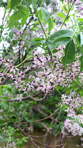 Melia azedarach (Chinaberry)