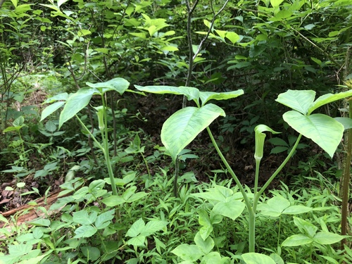 Arisaema triphyllum (Jack-in-the-pulpit) (alternate view 5)