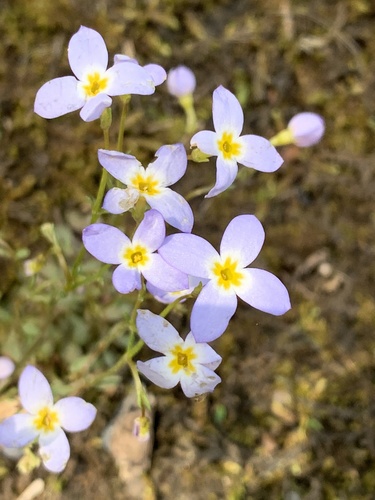 Houstonia caerulea (azure bluet)