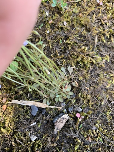 Houstonia caerulea (azure bluet)
