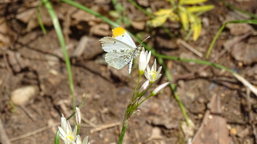 Nothoscordum bivalve (crowpoison)