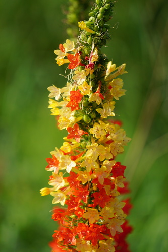 Ipomopsis rubra (standing cypress)