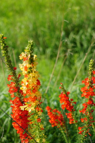 Ipomopsis rubra (standing cypress) (alternate view 2)