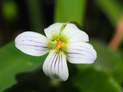 Viola betonicifolia (Mountain Violet)