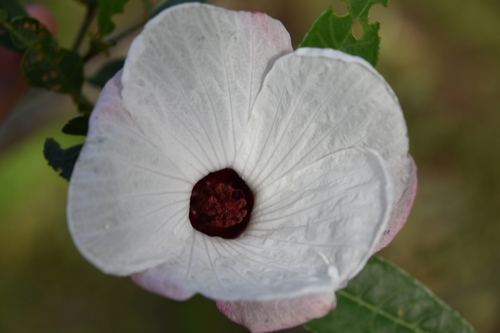 Hibiscus heterophyllus (Rosella) (alternate view 3)