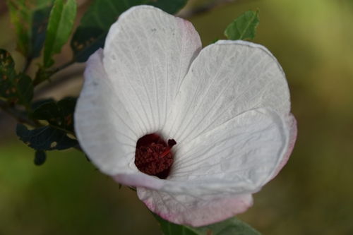 Hibiscus heterophyllus (Rosella) (alternate view 4)