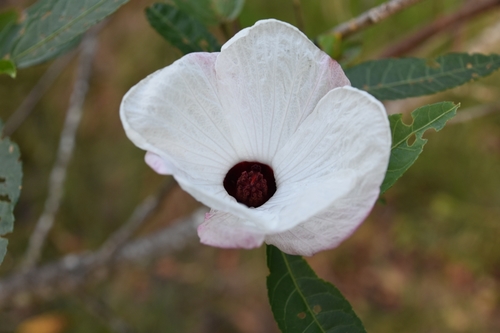 Hibiscus heterophyllus (Rosella) (alternate view 5)