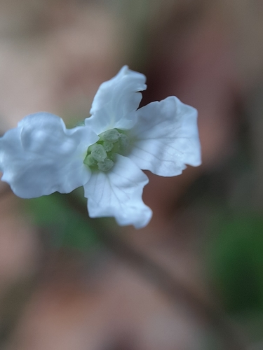Cardamine trifolia (toothwort)