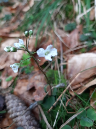 Cardamine trifolia (toothwort) (alternate view 2)