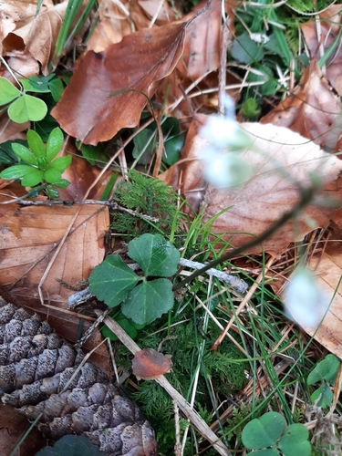 Cardamine trifolia (toothwort) (alternate view 3)