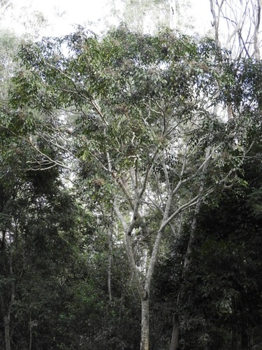 Polyscias elegans (celery wood) (alternate view 5)
