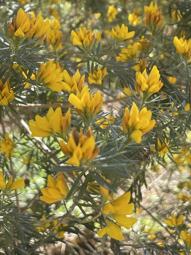 Genista linifolia (needle-leaved broom) (alternate view 2)