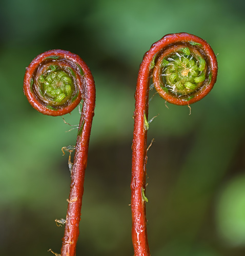 Struthiopteris spicant (deer fern) (alternate view 4)